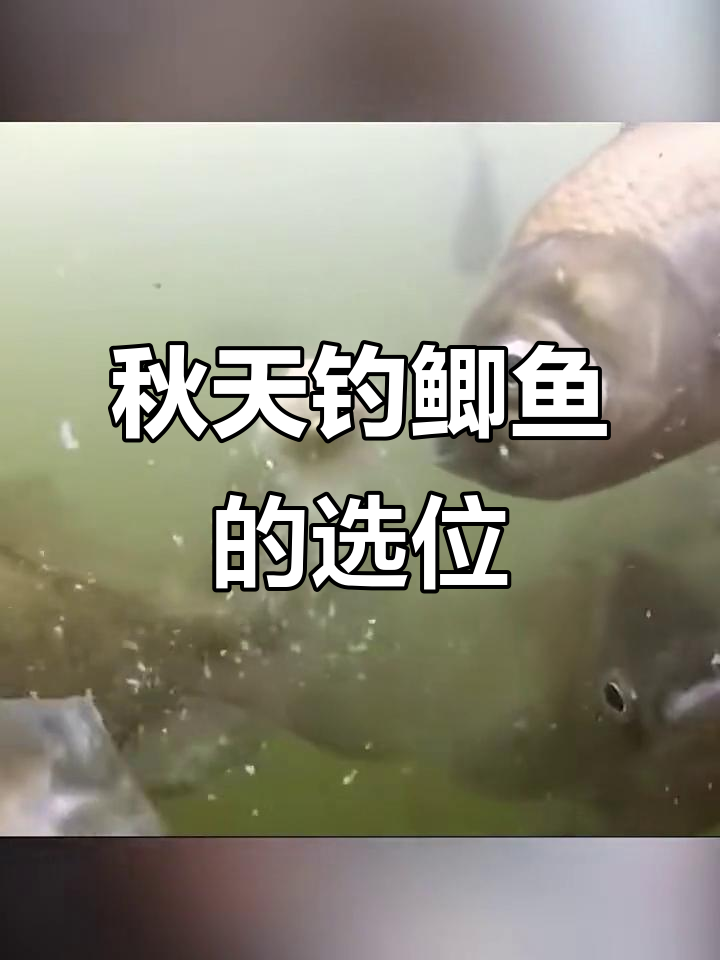 秋天草塘钓鲫鱼技巧(秋天草鱼钓法) 秋天草塘钓鲫鱼技巧(秋天草鱼钓法)