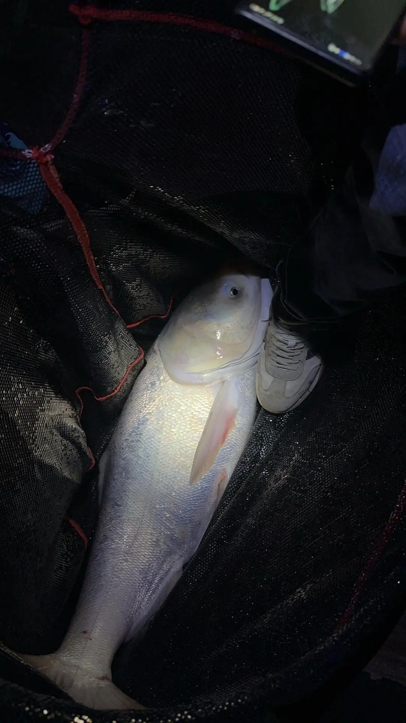 黑坑夜钓鲫鱼技巧(黑坑夜钓鲫鱼技巧大全) 黑坑夜钓鲫鱼技巧(黑坑夜钓鲫鱼技巧大全)