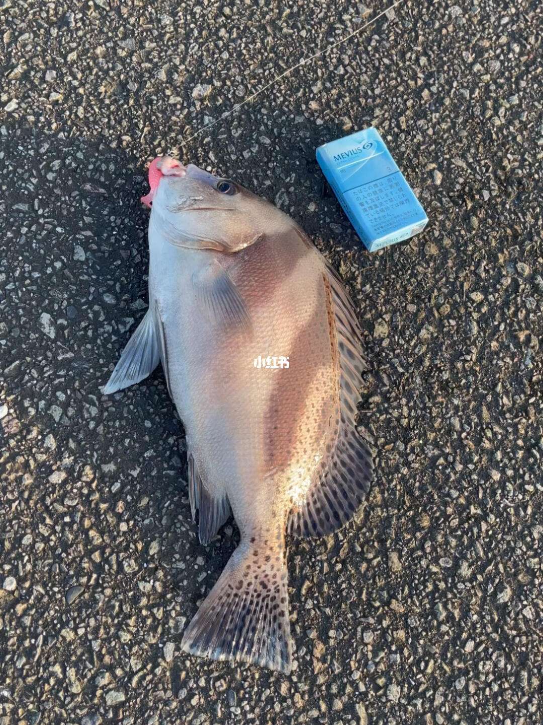 路亚鲷(路亚新手买杆是ml还是m) 路亚鲷(路亚新手买杆是ml还是m)