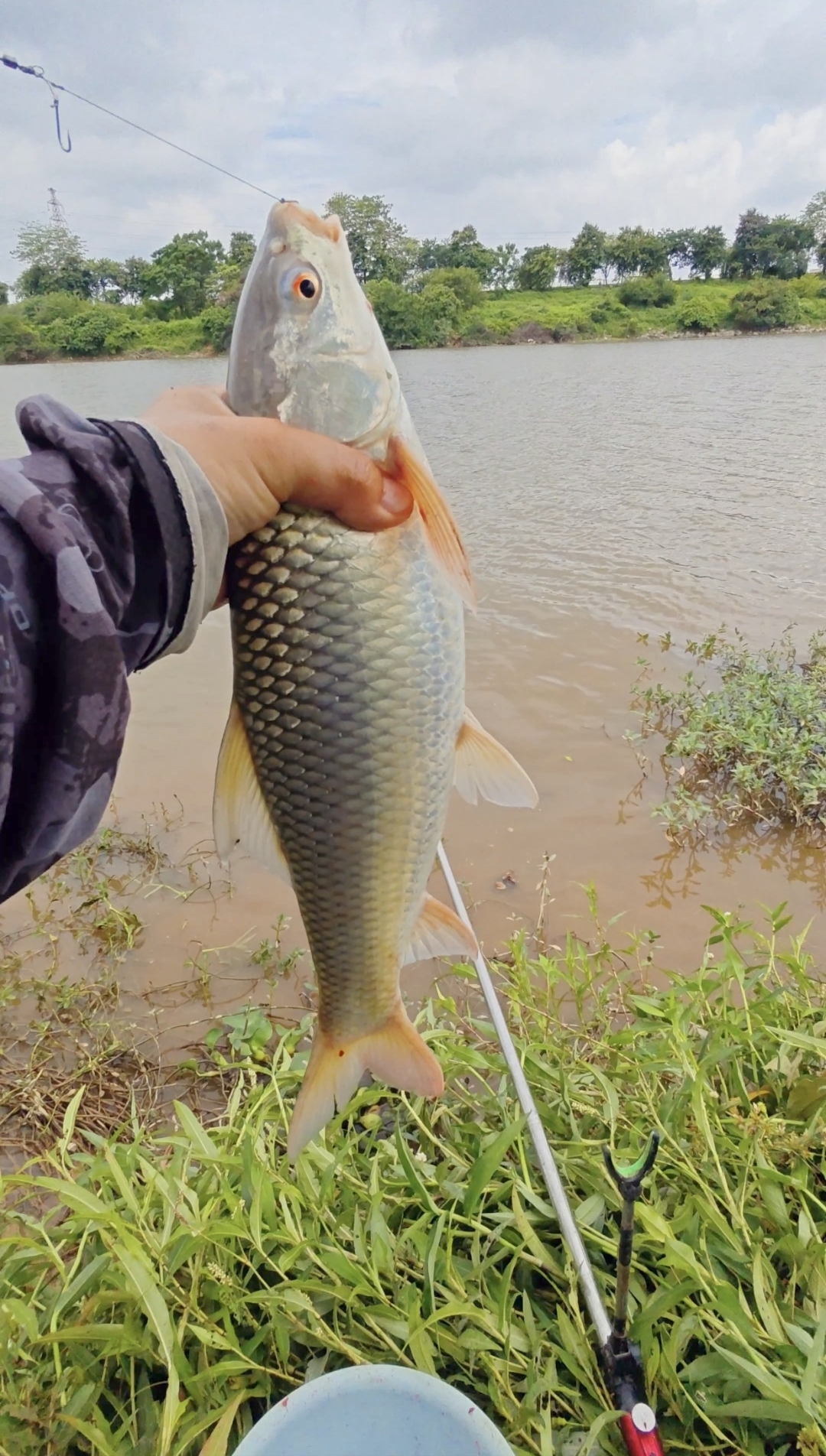 饵料钓鲤鱼草鱼(饵料钓鲤鱼草鱼怎么钓) 饵料钓鲤鱼草鱼(饵料钓鲤鱼草鱼怎么钓)