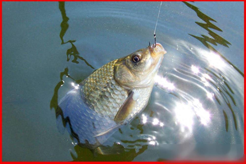 春天黑坑鲫鱼技巧(春天钓黑坑)