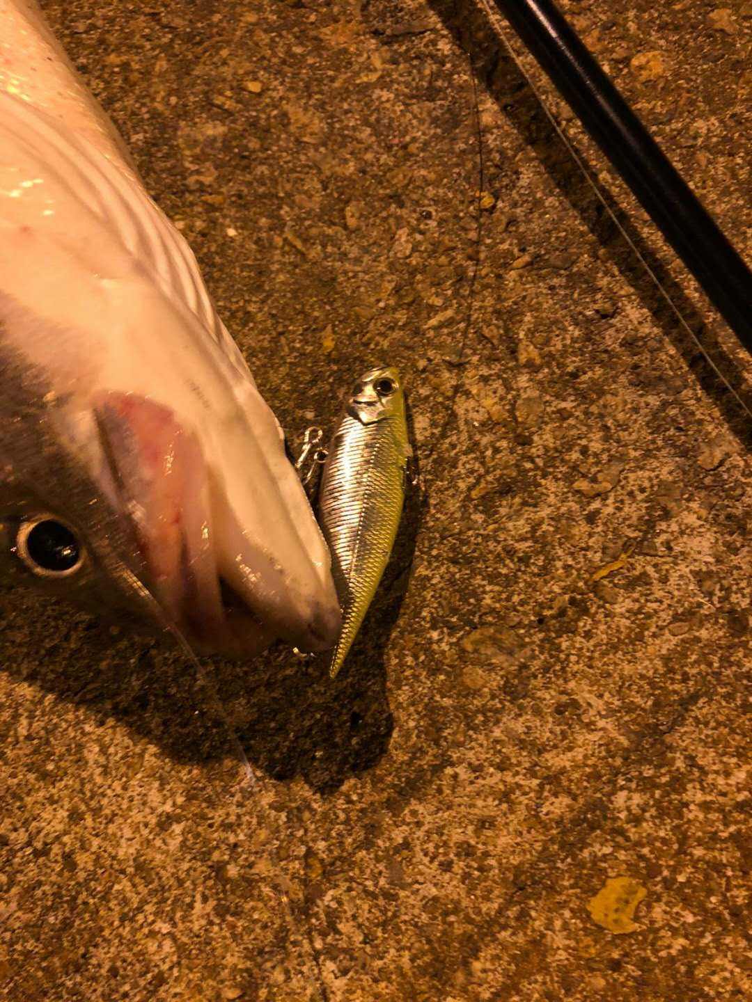 路亚欧娜(18款露娜米斯路亚竿介绍)