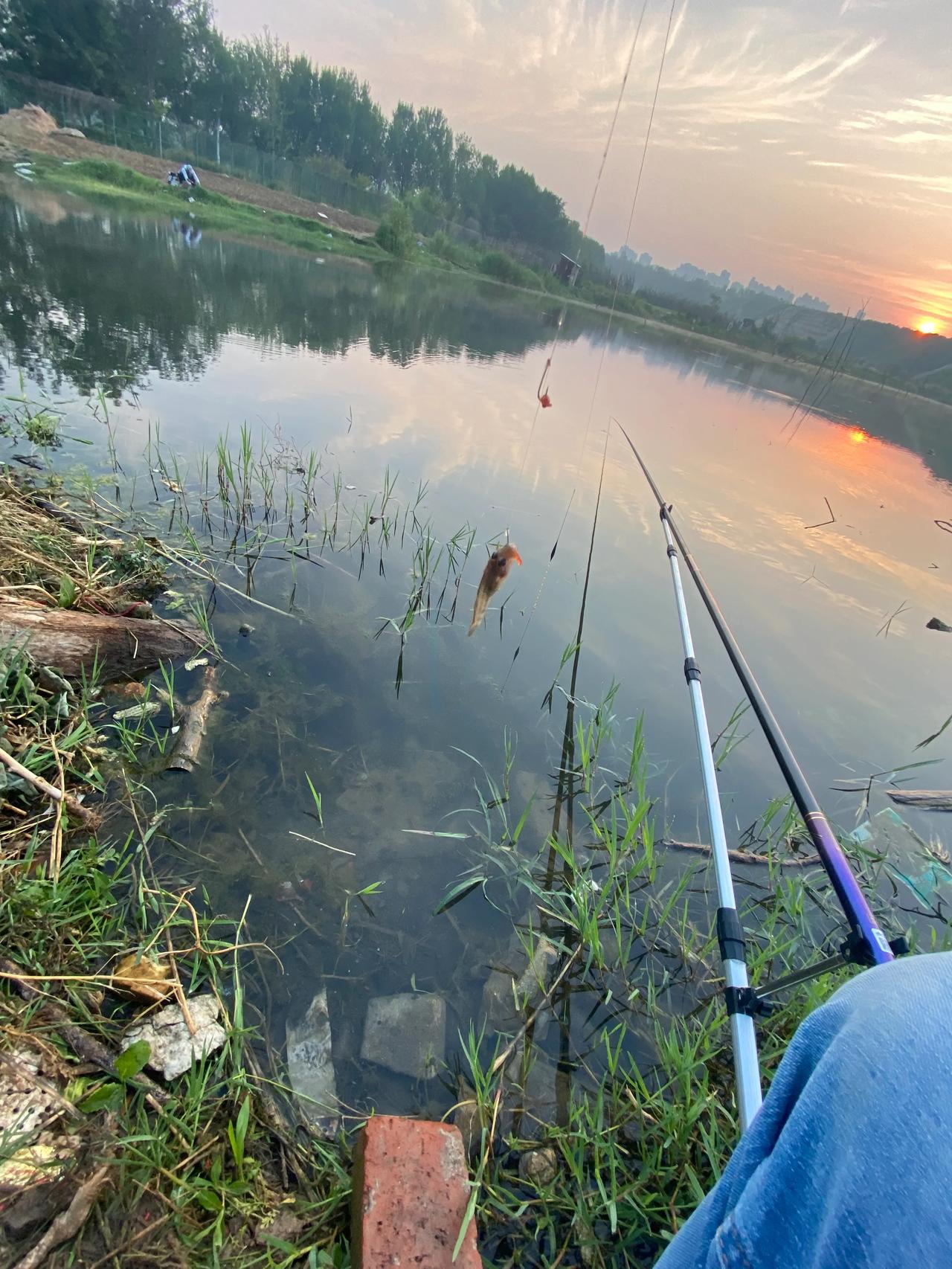 夏天阴天野钓鲫鱼技巧(夏季阴天适合钓鲫鱼吗) 夏天阴天野钓鲫鱼技巧(夏季阴天适合钓鲫鱼吗)