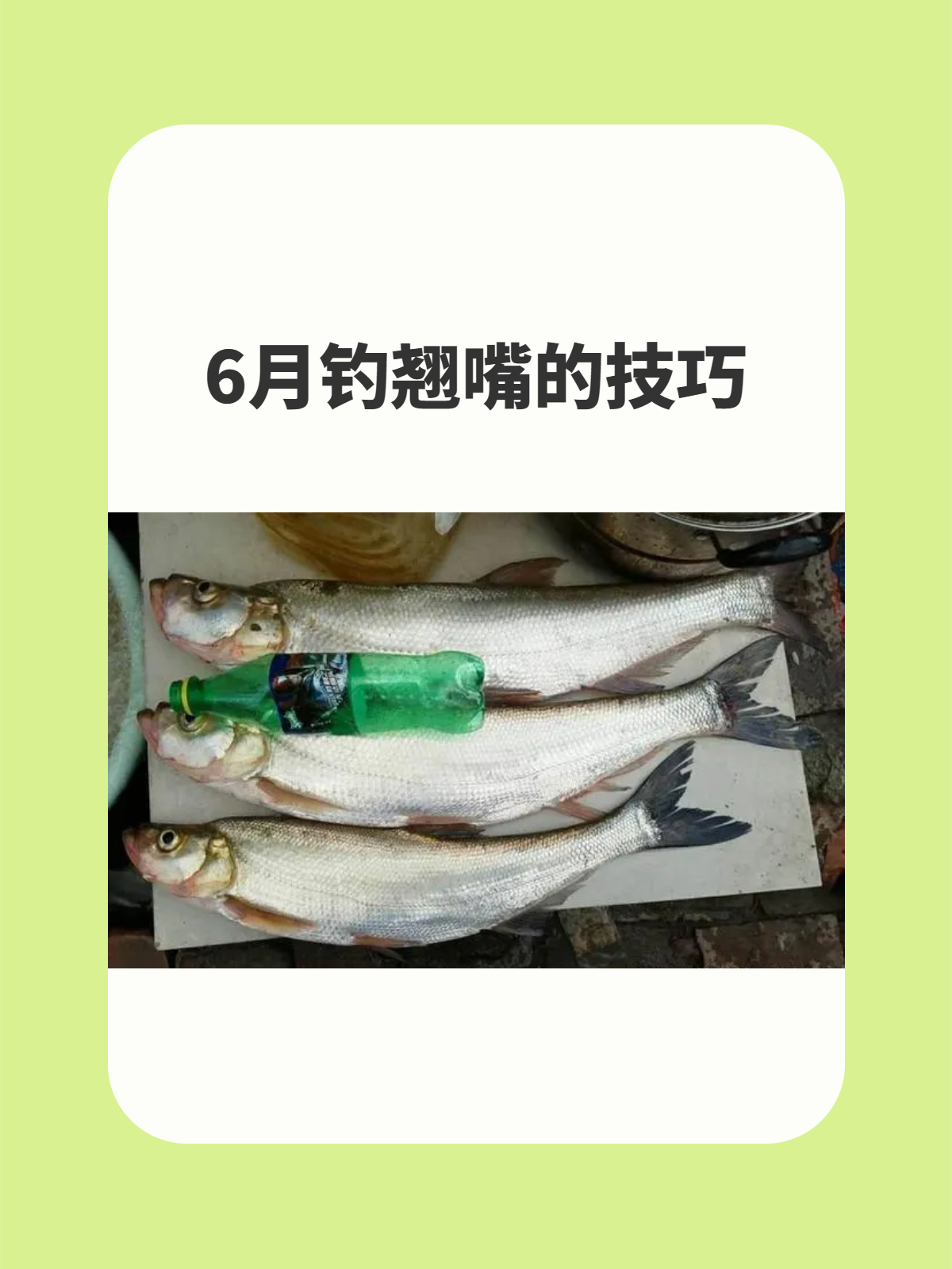 春季钓翘嘴技巧(开春怎么钓翘嘴鱼) 春季钓翘嘴技巧(开春怎么钓翘嘴鱼)