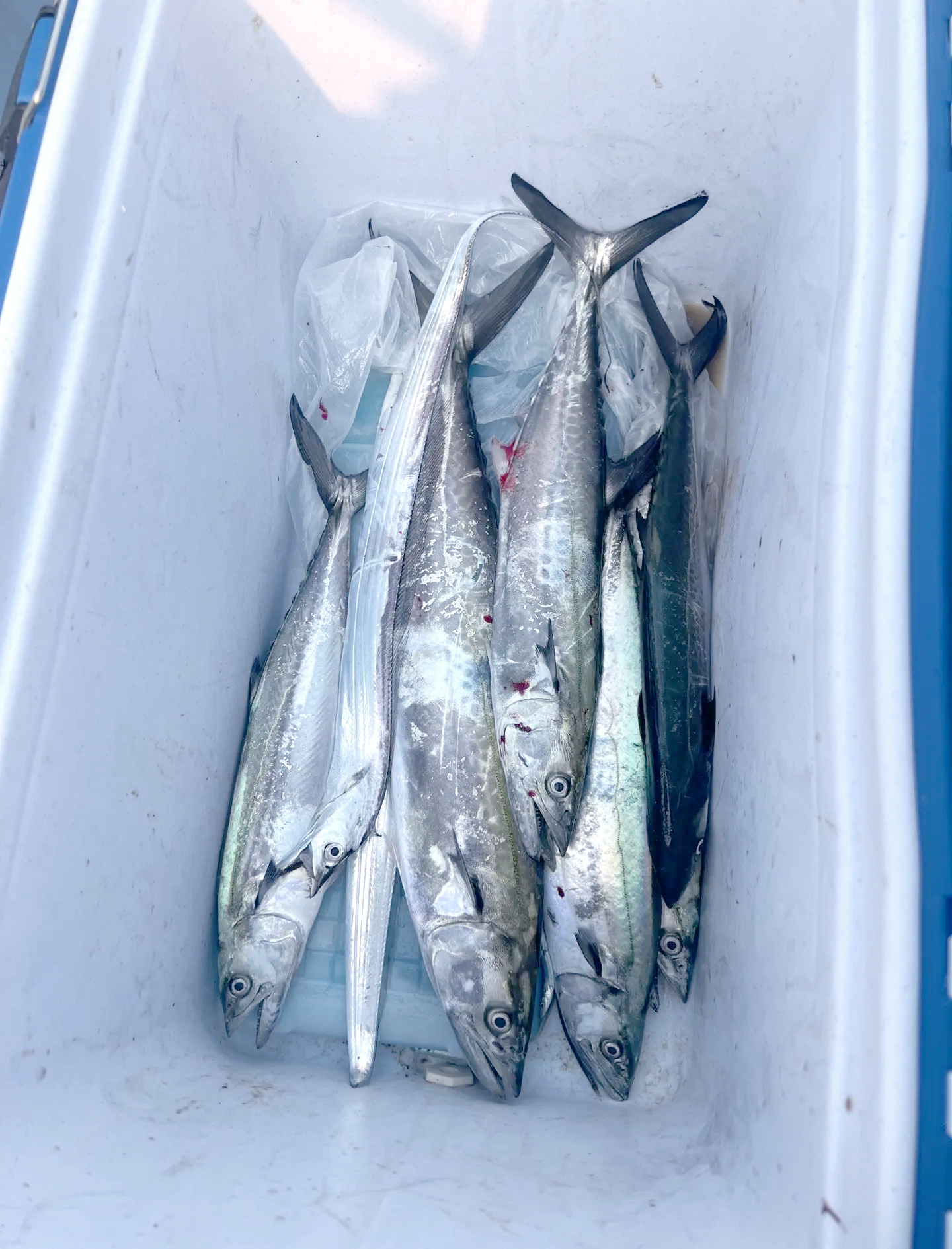 寿光海钓鱼种(2021寿光野钓去哪里好) 寿光海钓鱼种(2021寿光野钓去哪里好)