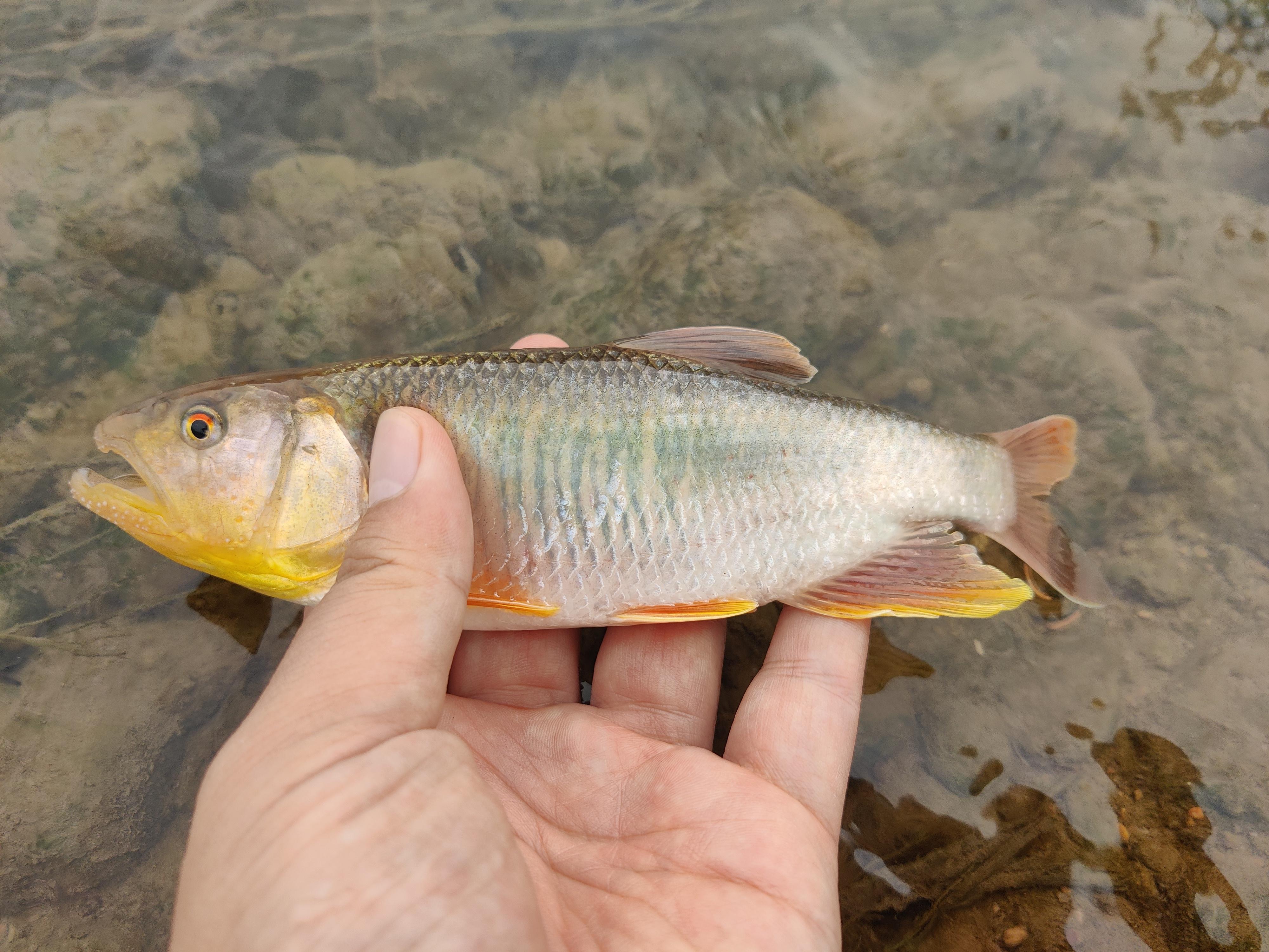 路亚轻(路亚轻量锚杆推荐) 路亚轻(路亚轻量锚杆推荐)