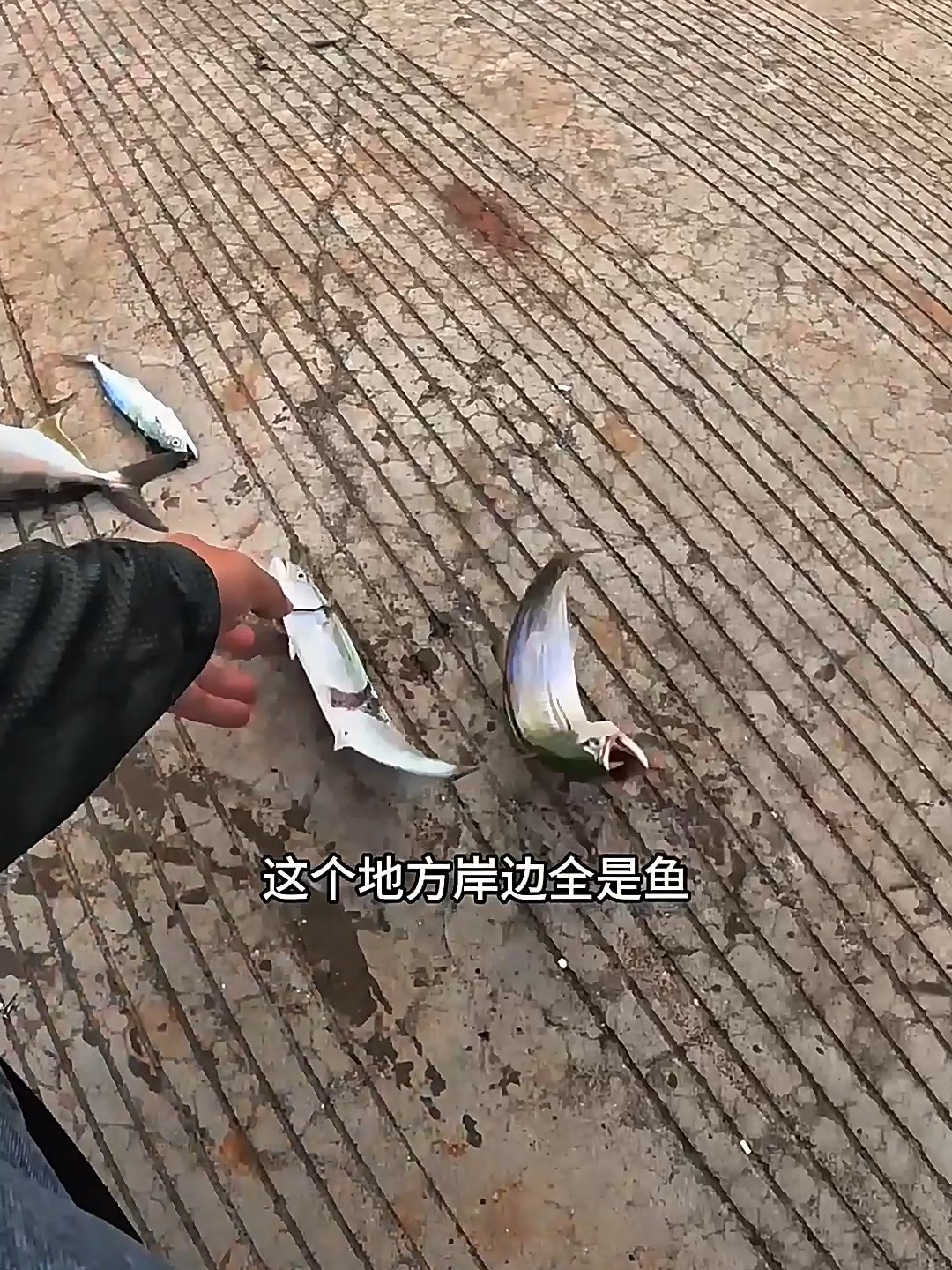 春季岸边海钓的方法(岸边海钓什么潮水好) 春季岸边海钓的方法(岸边海钓什么潮水好)