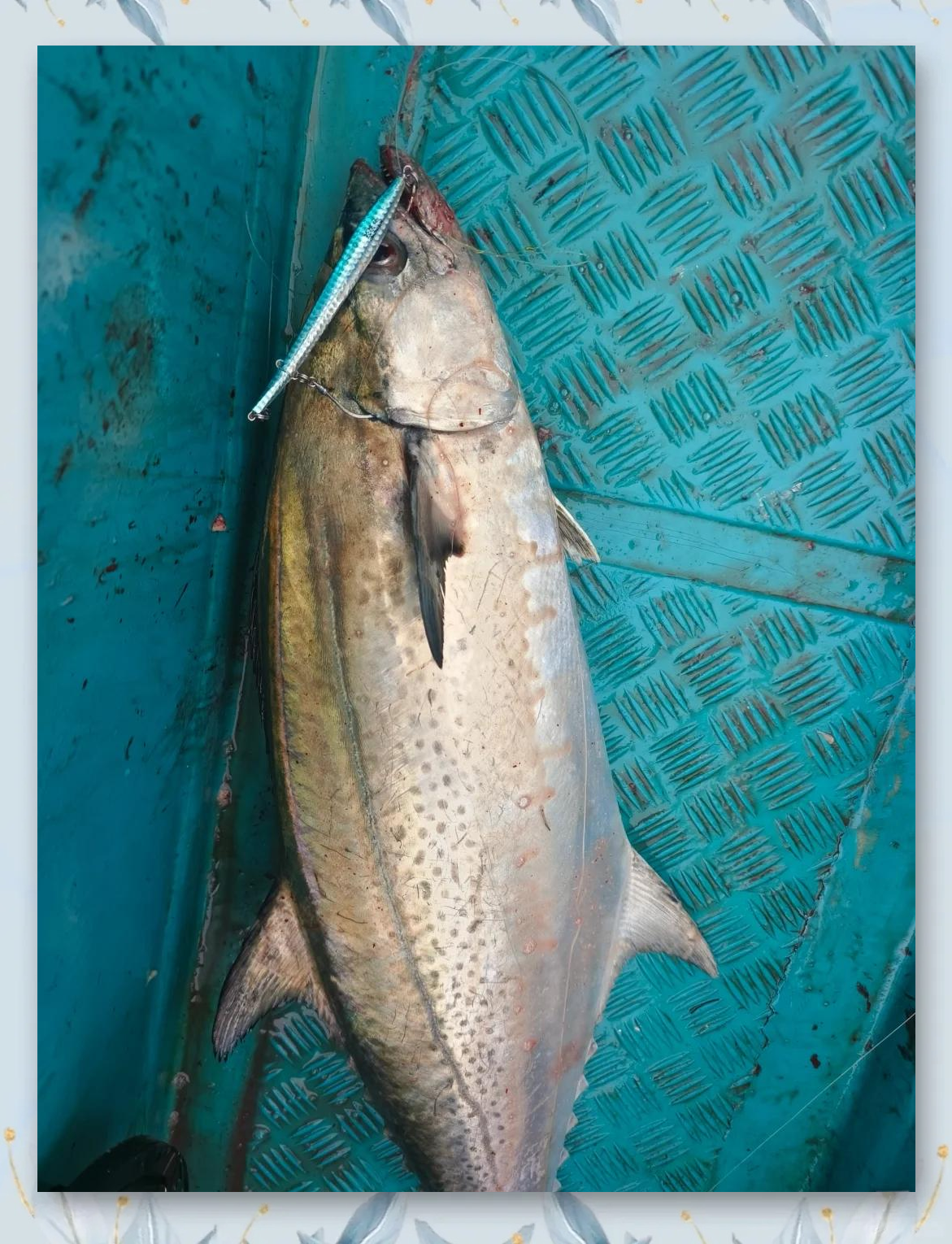 有色线海钓有影响吗(有色鱼线和白色鱼线区别) 有色线海钓有影响吗(有色鱼线和白色鱼线区别)