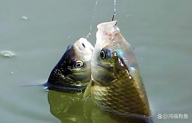 冬季传统钓大鲫鱼技巧(冬季如何钓大鲫鱼) 冬季传统钓大鲫鱼技巧(冬季如何钓大鲫鱼)