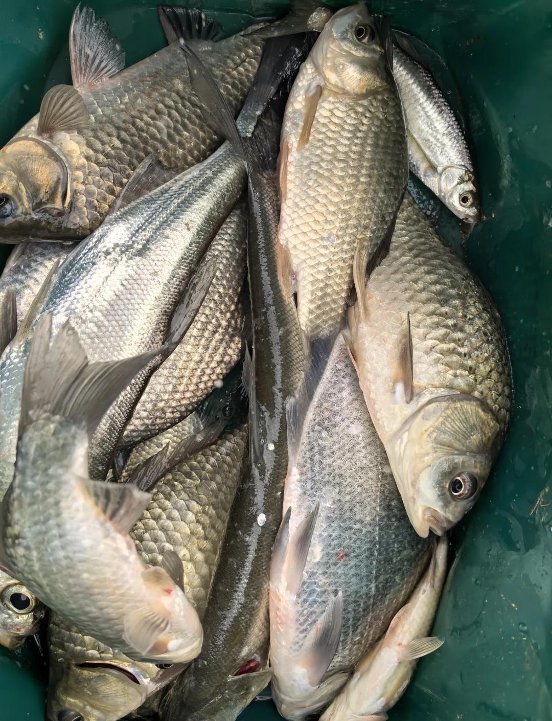 上海钓鲫鱼(上海野钓鲫鱼视频) 上海钓鲫鱼(上海野钓鲫鱼视频)