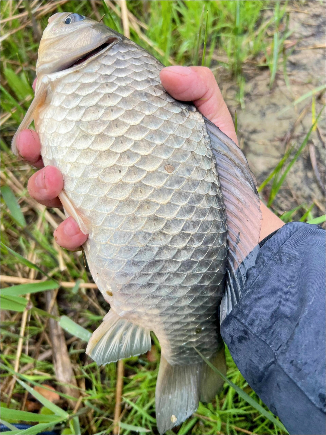 上海钓鲫鱼(上海野钓鲫鱼视频) 上海钓鲫鱼(上海野钓鲫鱼视频)