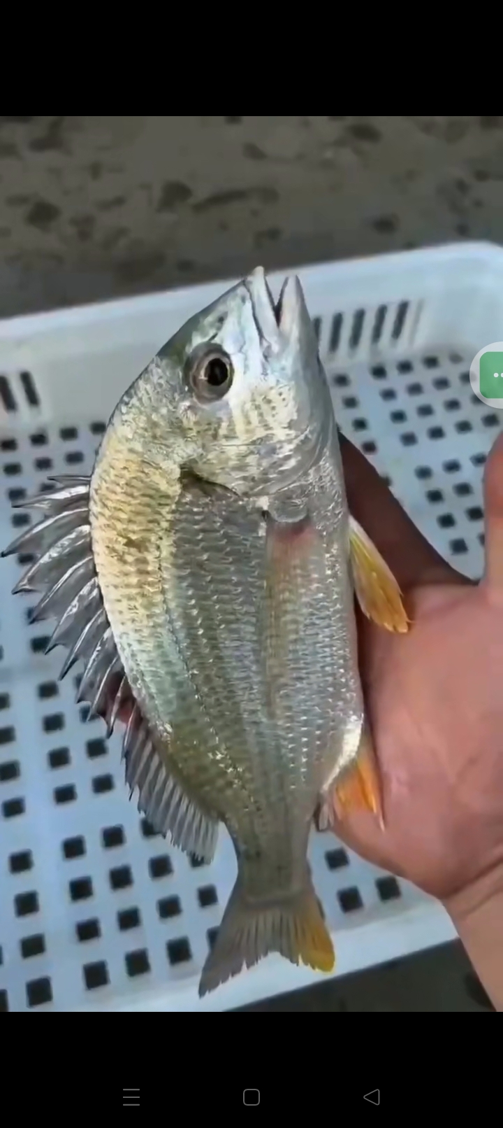 海钓黄尖子视频(海钓黄尖子视频大全) 海钓黄尖子视频(海钓黄尖子视频大全)