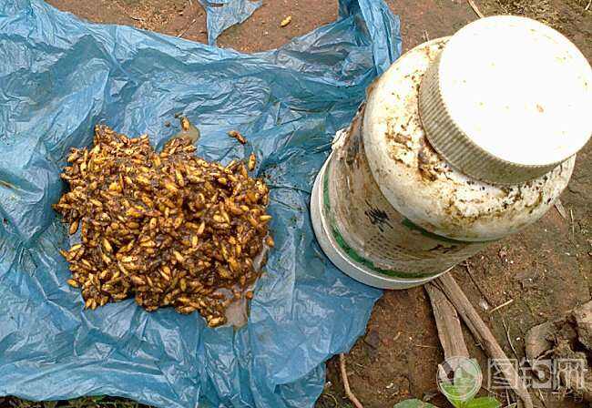 自制臭玉米饵料配方(自制臭玉米钓鲤鱼饵) 自制臭玉米饵料配方(自制臭玉米钓鲤鱼饵)