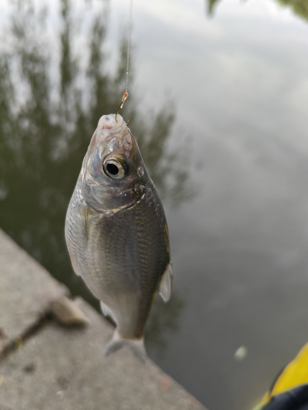镇海钓鱼水库(镇海钓鱼的地方) 镇海钓鱼水库(镇海钓鱼的地方)