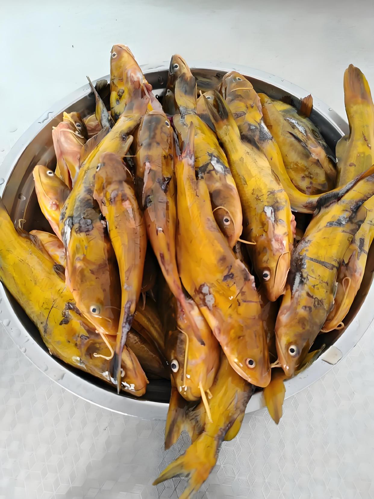 钓huang嘎鱼技巧(野钓黄颡鱼的一些技巧小结) 钓huang嘎鱼技巧(野钓黄颡鱼的一些技巧小结)