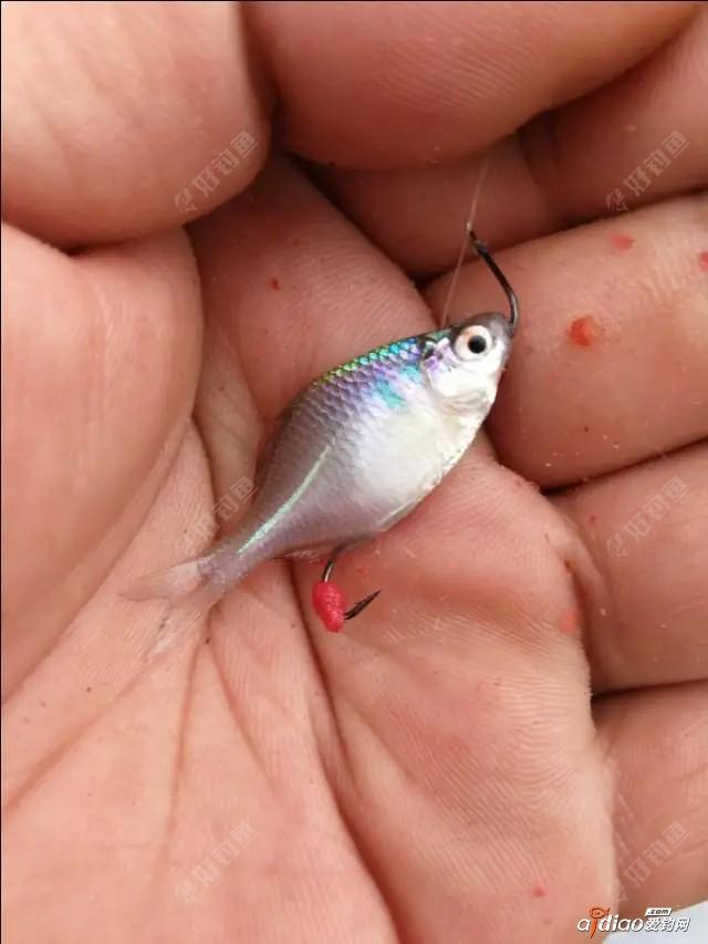 钓白票子技巧(白票鱼怎么垂钓) 钓白票子技巧(白票鱼怎么垂钓)