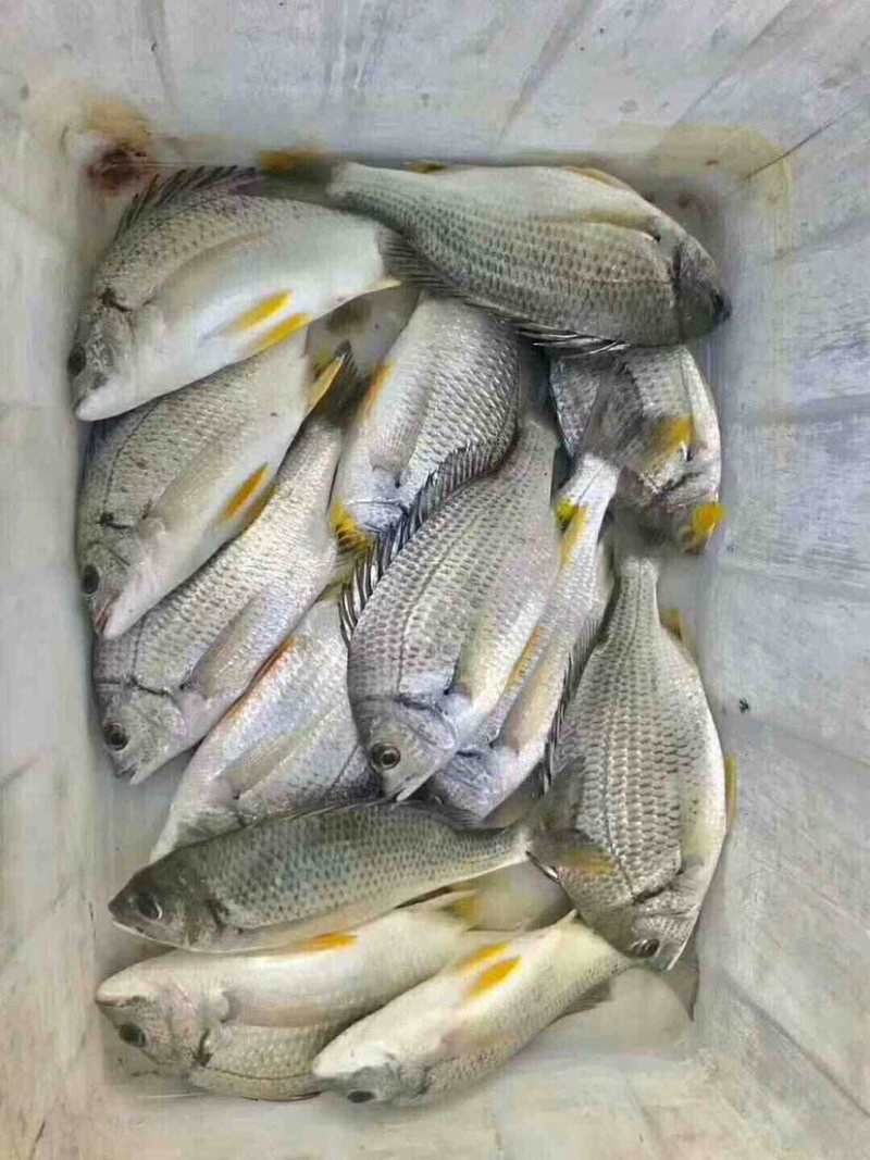 海钓黄翅(海钓黄翅鱼钓组介绍)