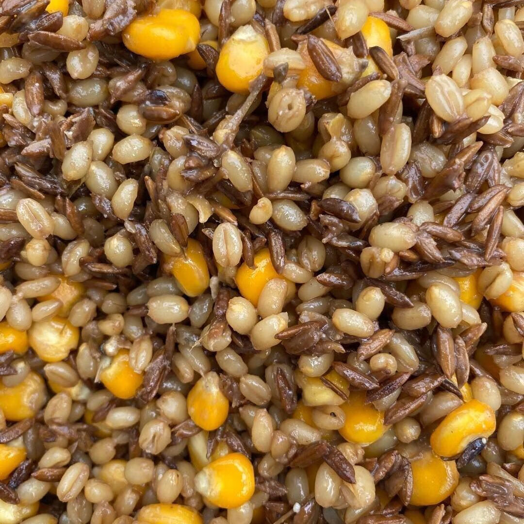 发酵饵料(发酵饵料钓鲫鱼好用吗) 发酵饵料(发酵饵料钓鲫鱼好用吗)