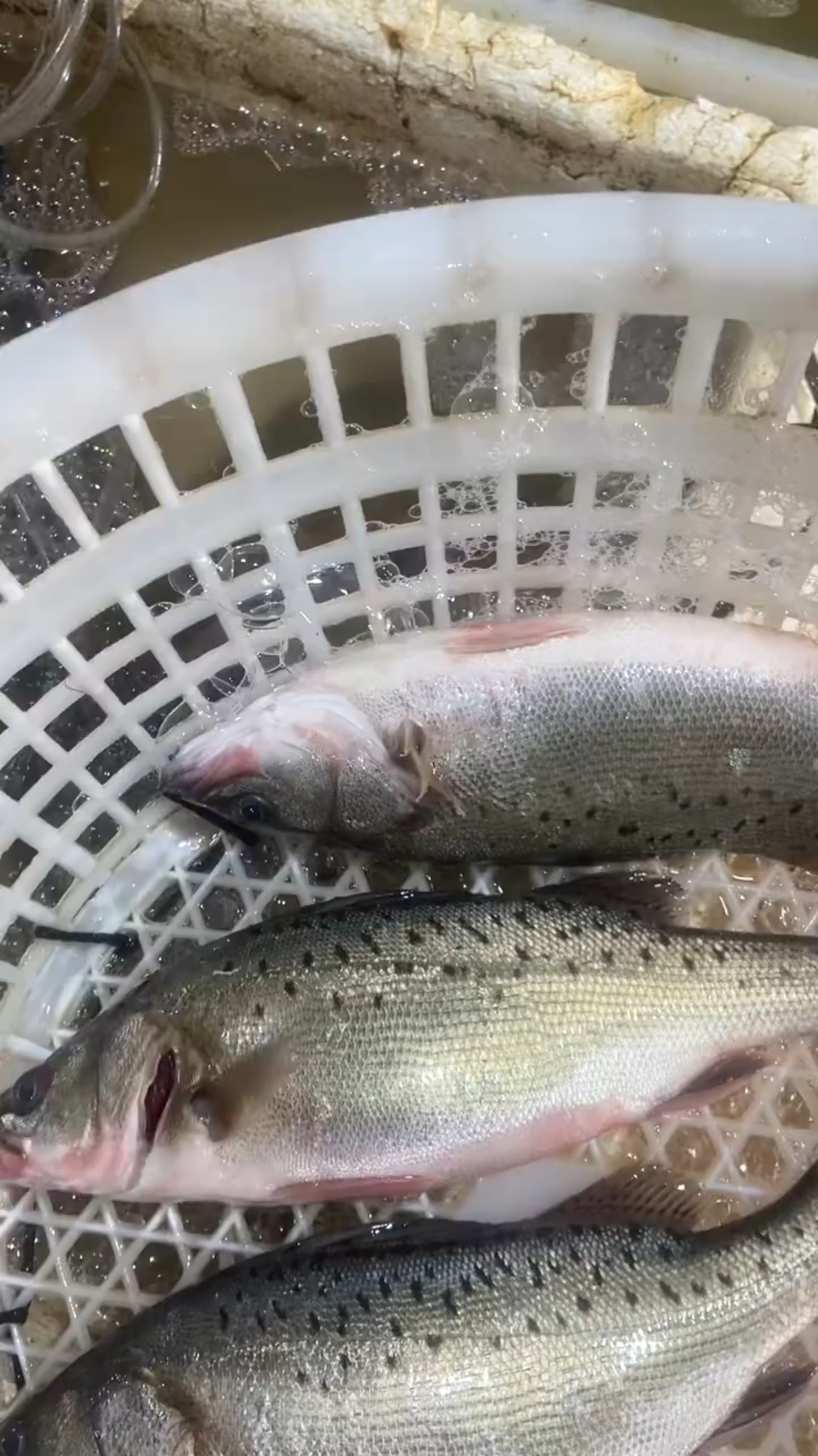 早晨路亚海鲈(早晨路亚鲈鱼) 早晨路亚海鲈(早晨路亚鲈鱼)