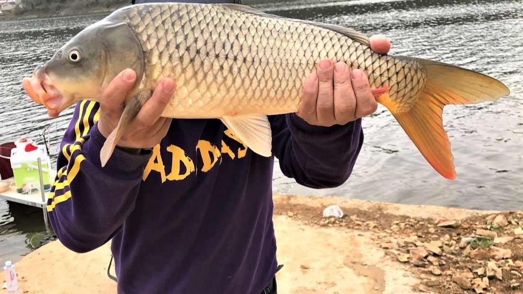 野钓鲤鱼技巧(野钓鲤鱼技巧七大口诀) 野钓鲤鱼技巧(野钓鲤鱼技巧七大口诀)