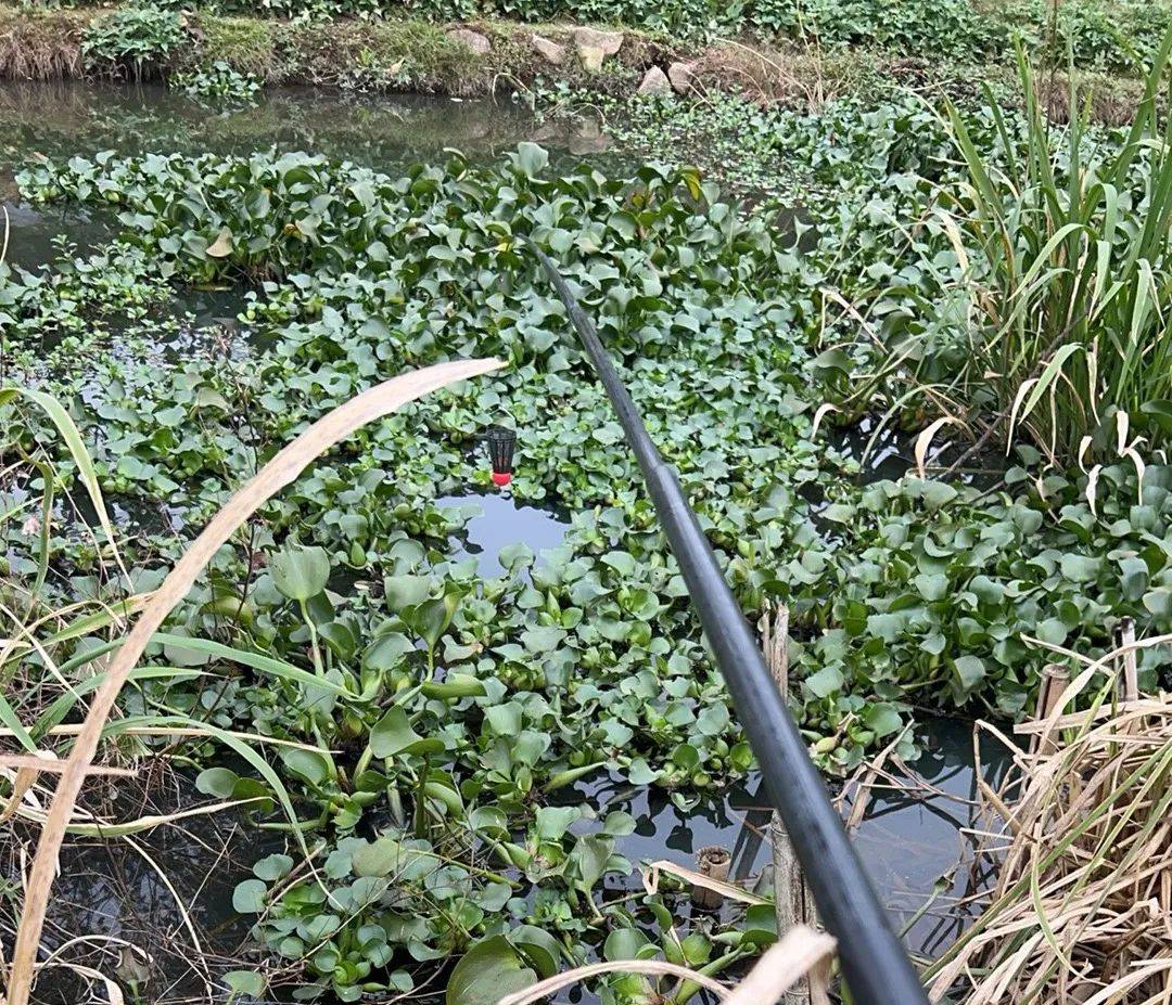 水葫芦钓鲫鱼技巧(水葫芦钓鲫鱼技巧和方法)