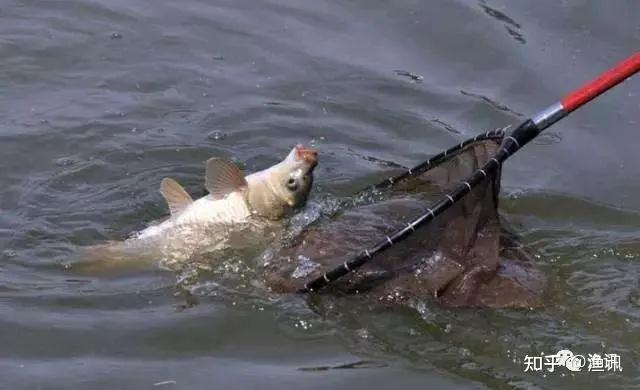 钓大棚刮鱼技巧(锚鱼技巧手法) 钓大棚刮鱼技巧(锚鱼技巧手法)