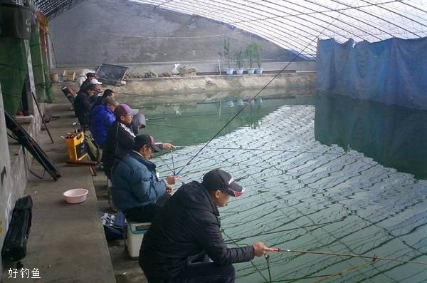 钓大棚刮鱼技巧(锚鱼技巧手法) 钓大棚刮鱼技巧(锚鱼技巧手法)