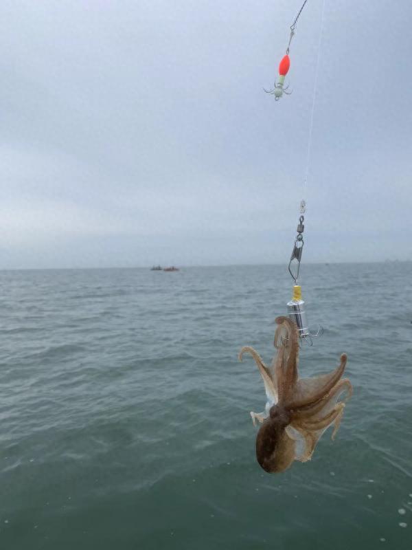 滨海公园可以海钓吗(滨海公园可以海钓吗现在) 滨海公园可以海钓吗(滨海公园可以海钓吗现在)