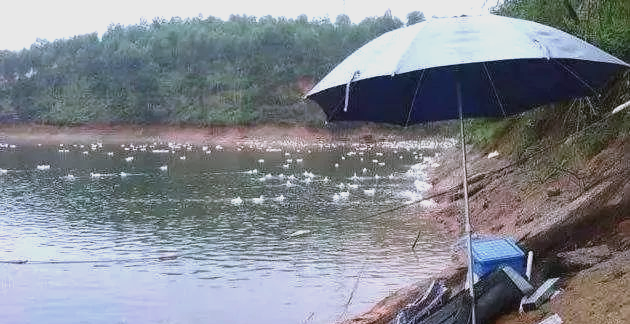 秋天雨天水库钓鱼技巧(秋季雨天钓鱼怎么钓) 秋天雨天水库钓鱼技巧(秋季雨天钓鱼怎么钓)