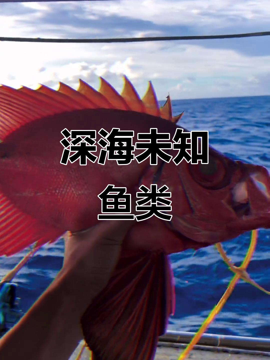 南海深海钓鱼技巧(南海海钓深海鱼价格) 南海深海钓鱼技巧(南海海钓深海鱼价格)