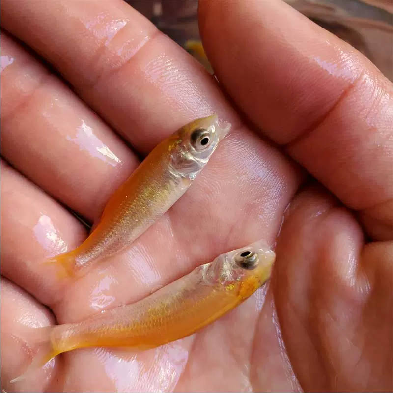 俄罗斯饵料(俄罗斯钓鱼诱饵) 俄罗斯饵料(俄罗斯钓鱼诱饵)