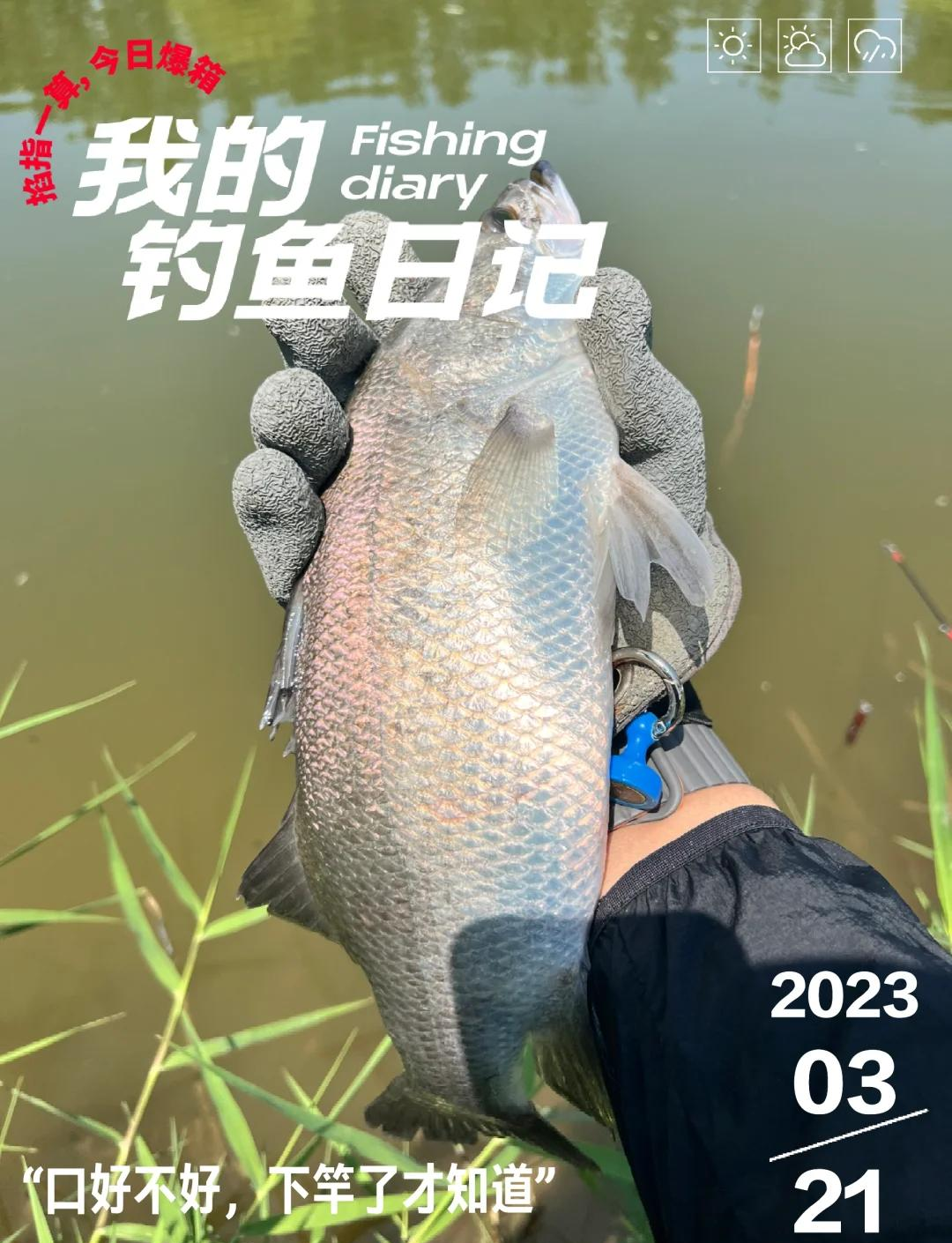 海钓金目鲈怎样钓(金目海鲈鱼价格多少钱一斤) 海钓金目鲈怎样钓(金目海鲈鱼价格多少钱一斤)