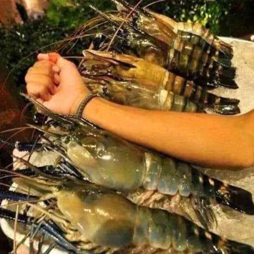 海竿用虾钓鱼技巧视频(海竿用虾钓鱼技巧视频讲解) 海竿用虾钓鱼技巧视频(海竿用虾钓鱼技巧视频讲解)