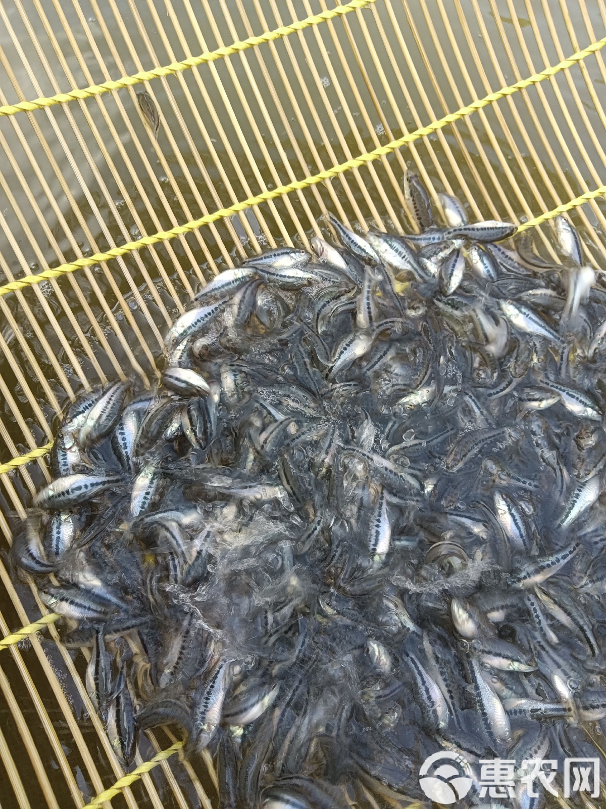 路亚黑鲈(钓黑鱼鲈鱼用什么样的路亚竿) 路亚黑鲈(钓黑鱼鲈鱼用什么样的路亚竿)