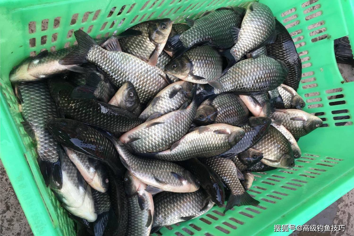 黑坑鲫鱼钓浮技巧(黑坑钓鲫鱼怎么调漂最好) 黑坑鲫鱼钓浮技巧(黑坑钓鲫鱼怎么调漂最好)