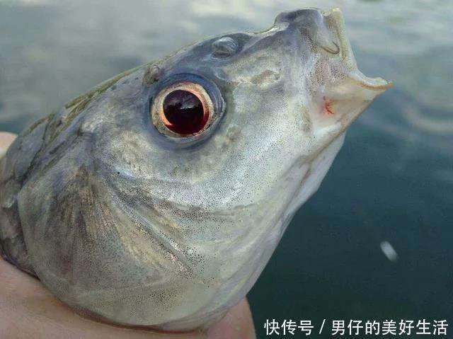 倒吊刺鱼技巧(倒吊鱼是什么意思) 倒吊刺鱼技巧(倒吊鱼是什么意思)