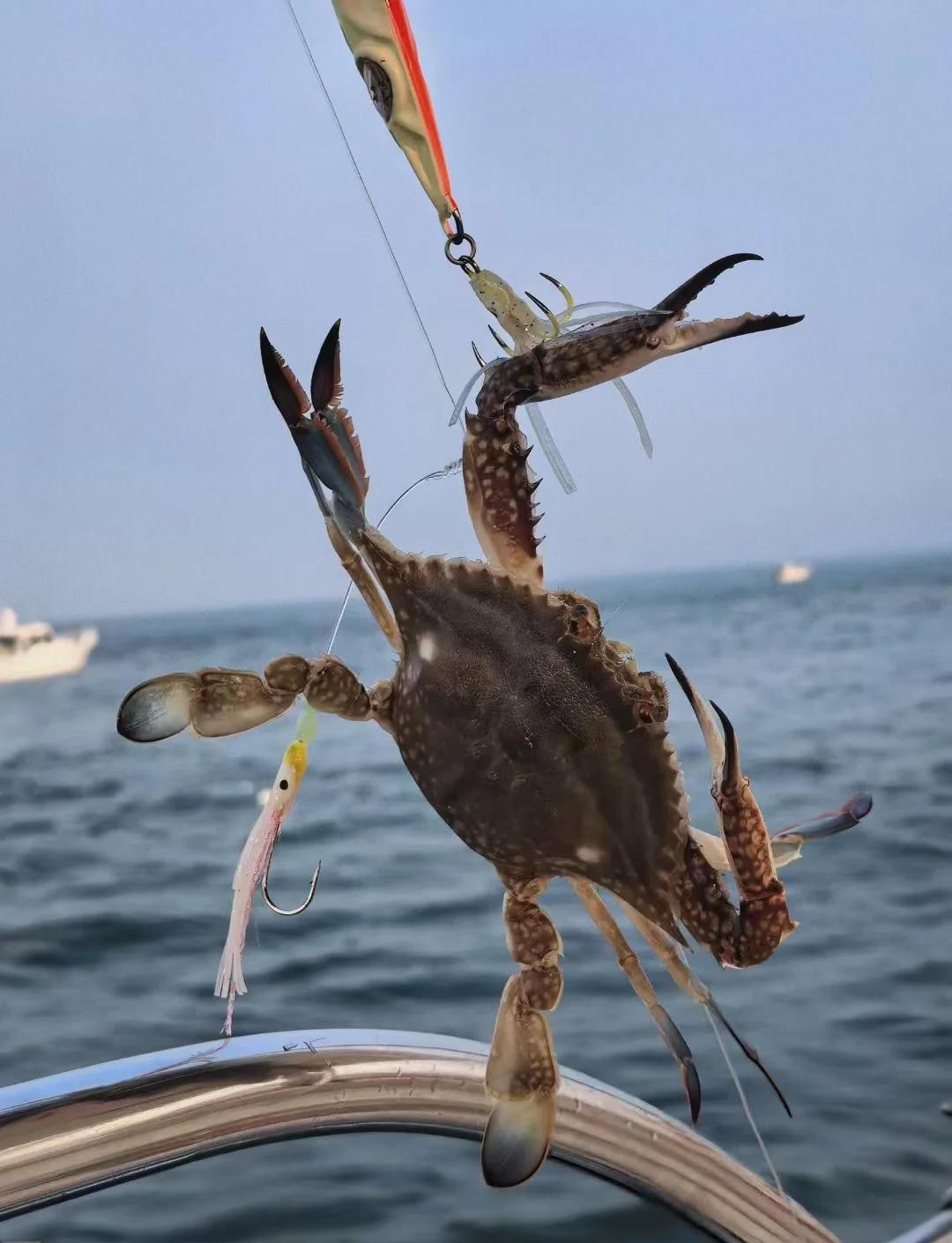 青岛黄岛出海钓鱼(黄岛海边钓鱼哪里好点) 青岛黄岛出海钓鱼(黄岛海边钓鱼哪里好点)