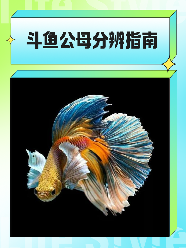 斗鱼渔具产地(斗鱼原产地) 斗鱼渔具产地(斗鱼原产地)