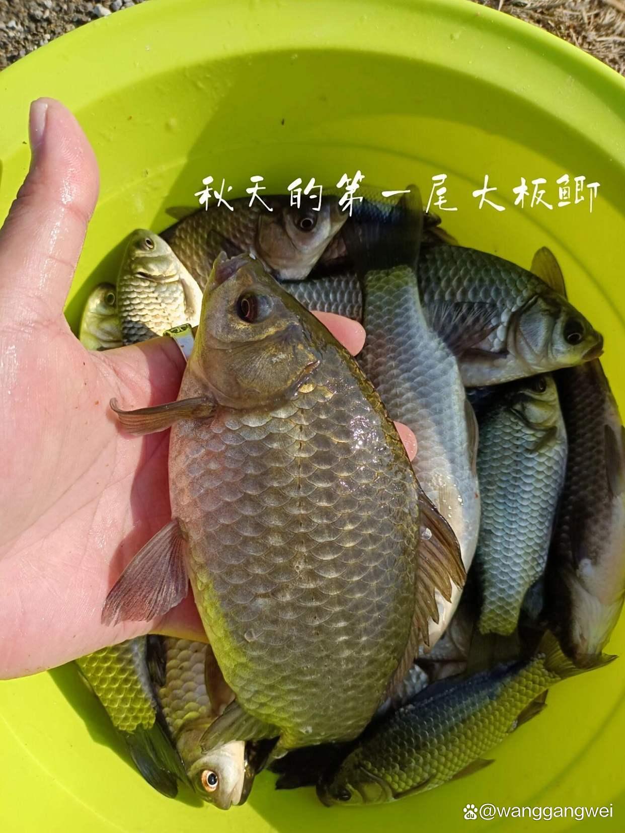 野钓鲫鱼技巧秋天(秋季野钓鲫鱼的四大技巧分析)