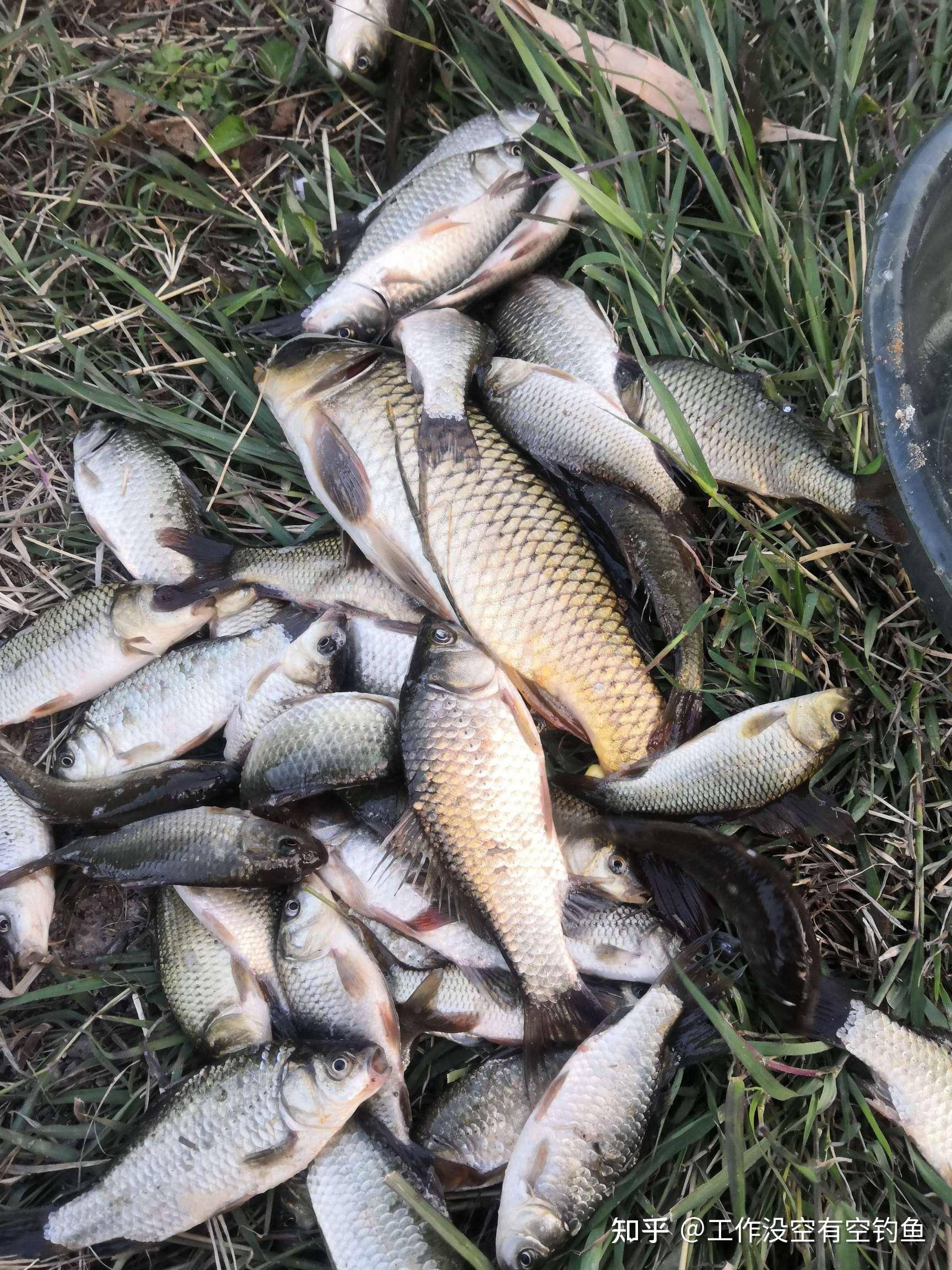 河野钓鲫鱼技巧(河野钓鲫鱼技巧视频)