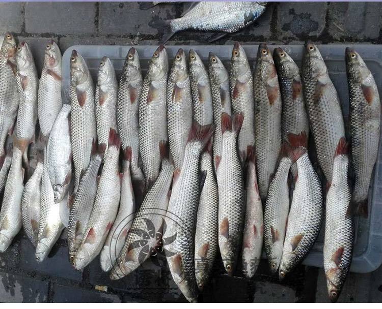 鲻鱼钓用什么饵料(鳡鱼用什么饵最好钓) 鲻鱼钓用什么饵料(鳡鱼用什么饵最好钓)