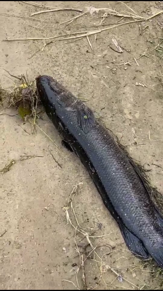 纺车轮路亚竿钓黑鱼(纺车轮路亚黑鱼可以吗?) 纺车轮路亚竿钓黑鱼(纺车轮路亚黑鱼可以吗?)