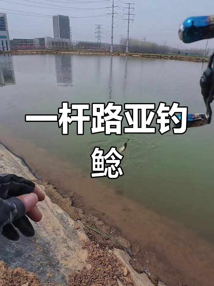鲶鱼路亚怎么钓(路亚钓鲶鱼怎么绑钩) 鲶鱼路亚怎么钓(路亚钓鲶鱼怎么绑钩)