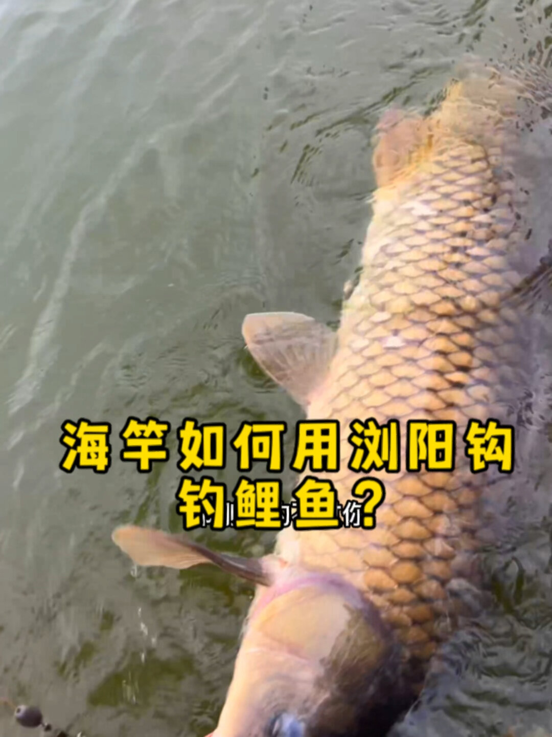 钓鲤鱼选位技巧视频(钓鲤鱼怎么选鱼钩) 钓鲤鱼选位技巧视频(钓鲤鱼怎么选鱼钩)