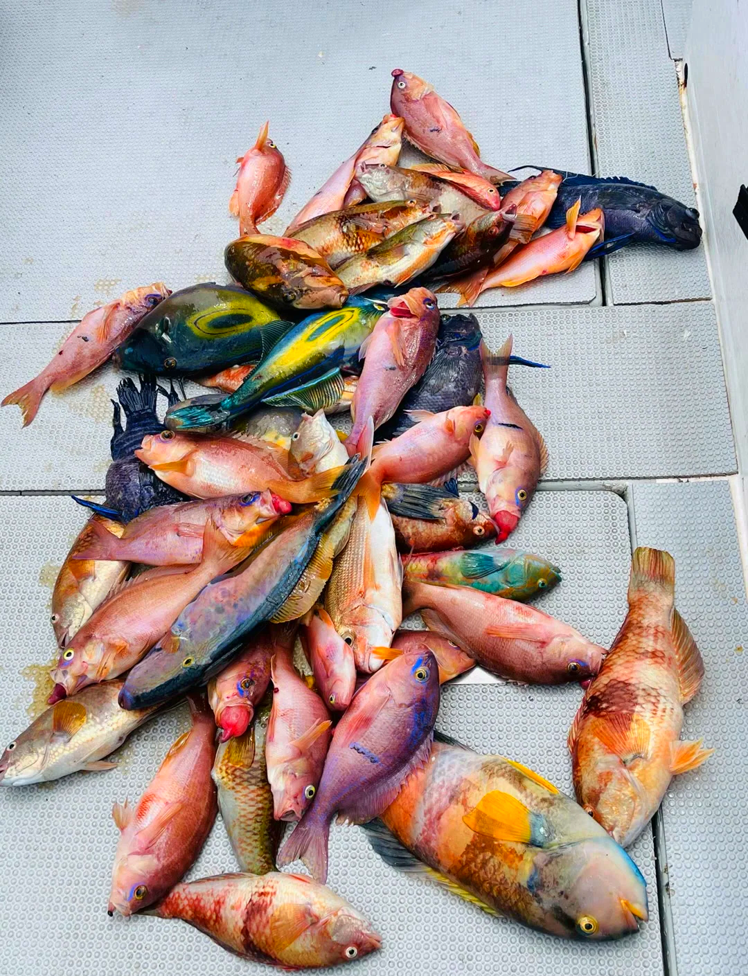 手海钓鱼群(海钓找鱼群) 手海钓鱼群(海钓找鱼群)