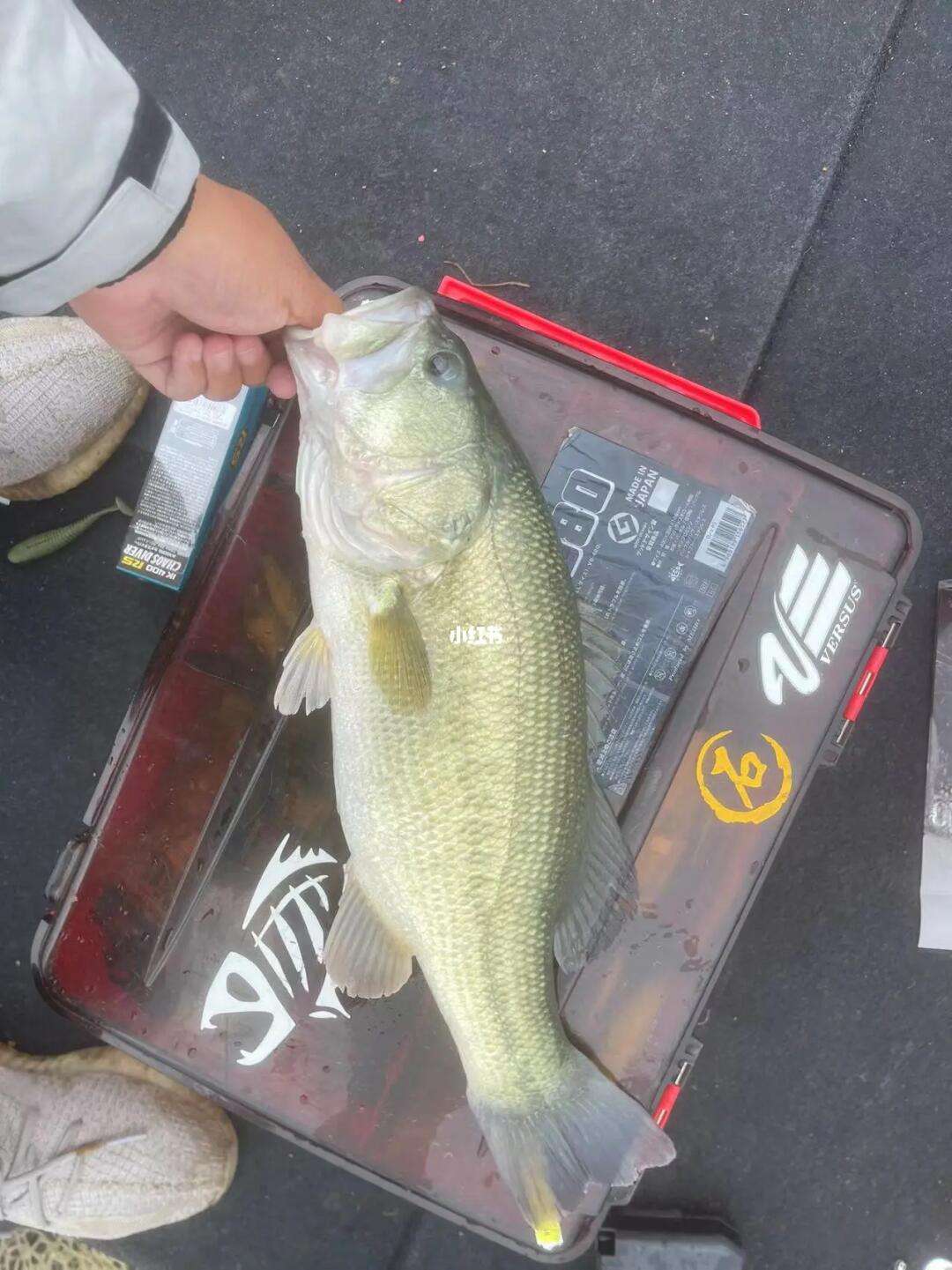 路亚仑山湖(句容仑山湖路亚基地) 路亚仑山湖(句容仑山湖路亚基地)