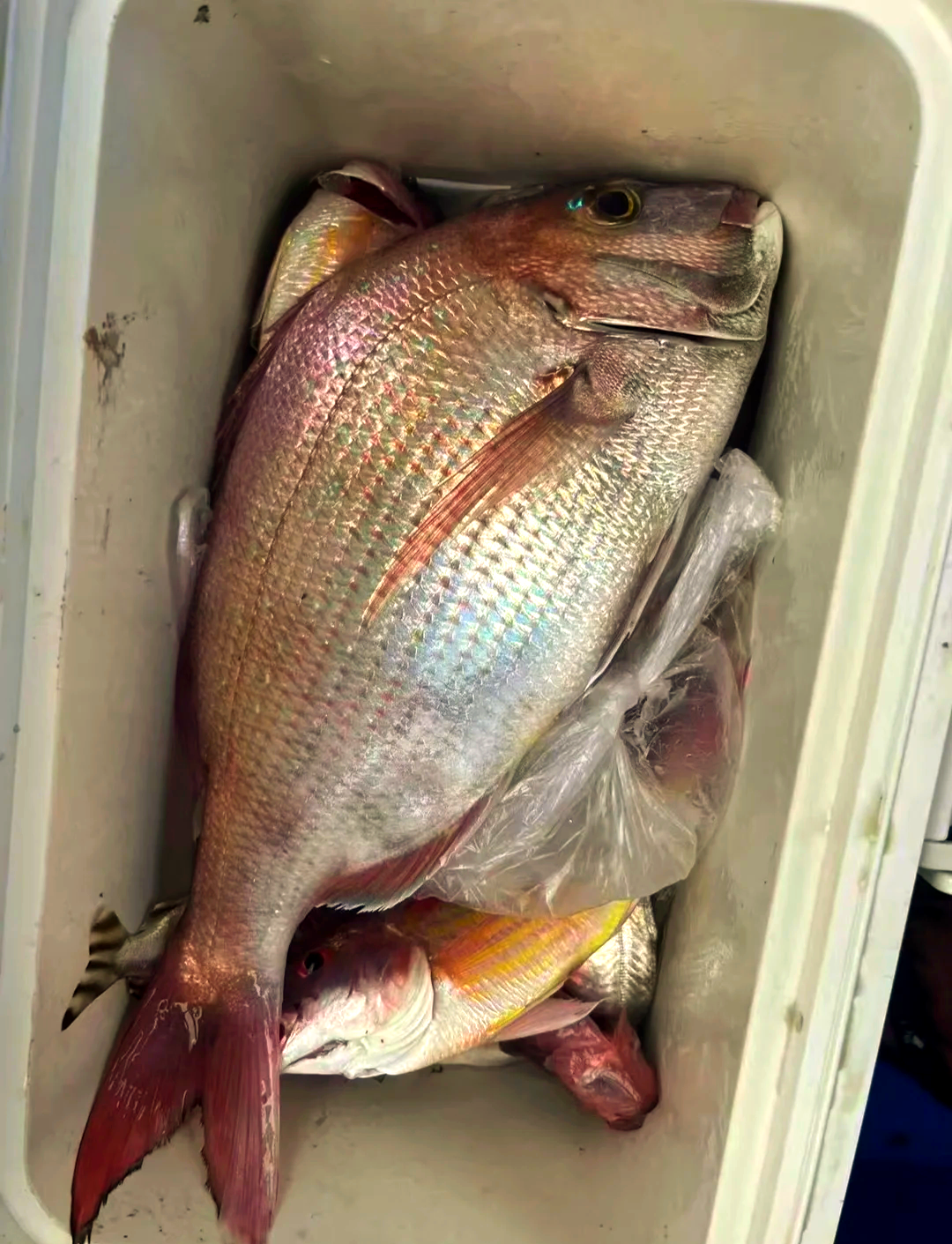 深圳海钓渔获(深圳钓海鱼的地方有哪些免费) 深圳海钓渔获(深圳钓海鱼的地方有哪些免费)