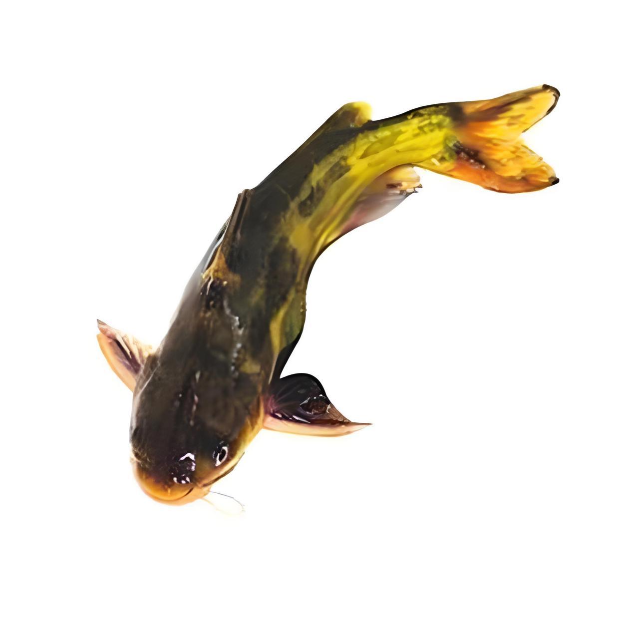 手竿钓嘎鱼的技巧(手竿钓嘎鱼的技巧图解) 手竿钓嘎鱼的技巧(手竿钓嘎鱼的技巧图解)