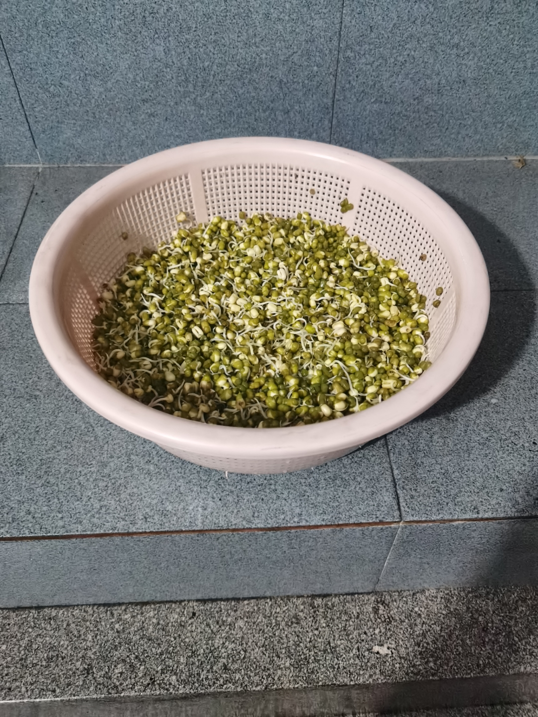 豆芽饵料(豆芽钓鲤鱼) 豆芽饵料(豆芽钓鲤鱼)