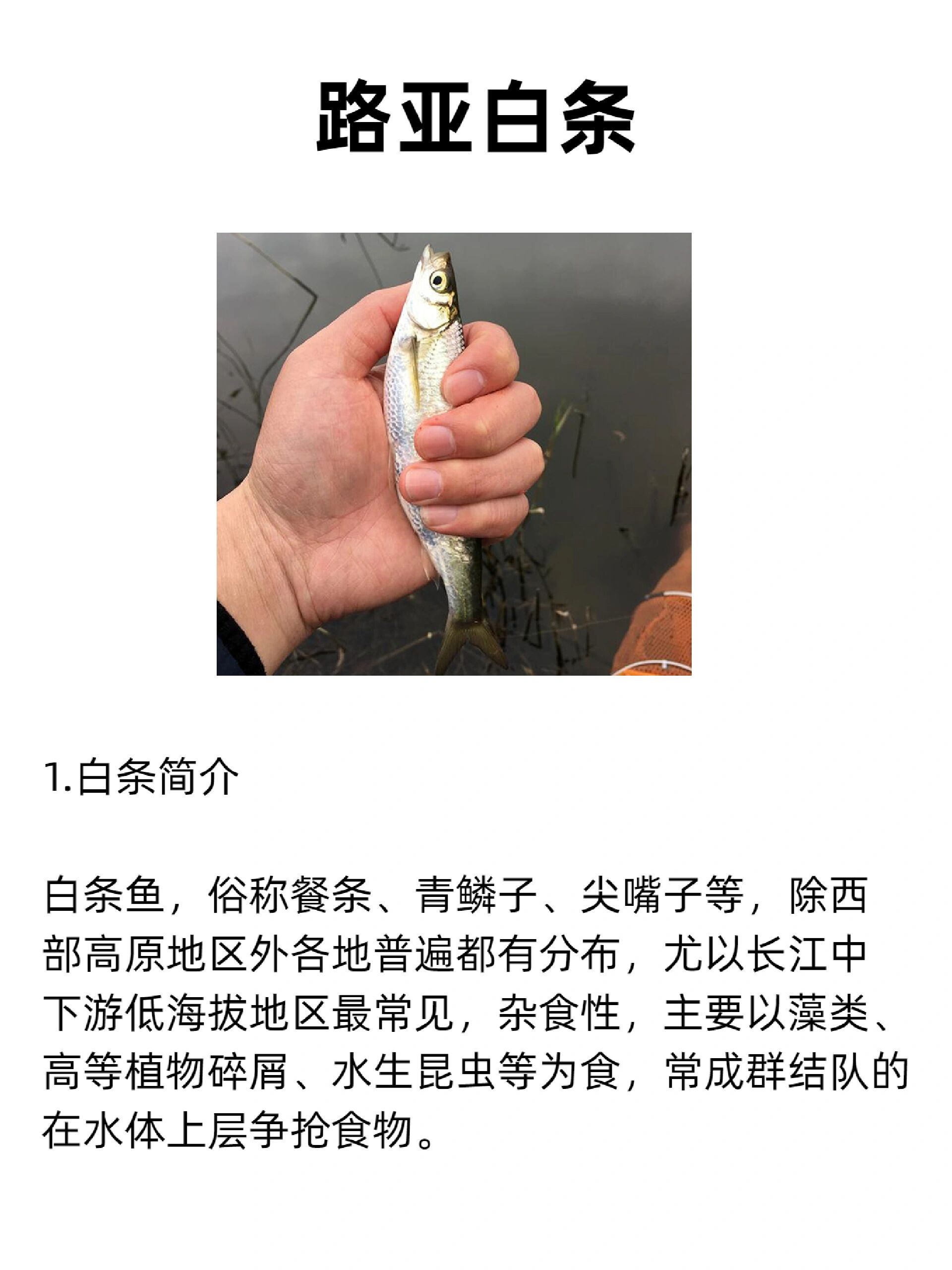 溪流小河钓白条技巧(小溪流钓鱼) 溪流小河钓白条技巧(小溪流钓鱼)